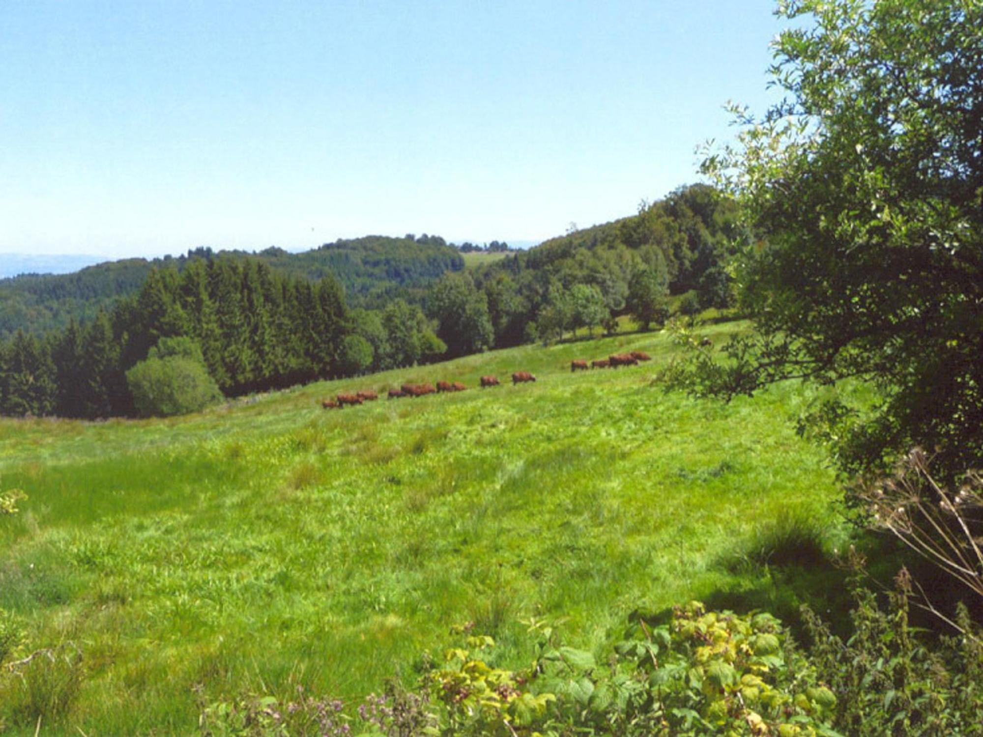 Charmant Gite Avec Terrasse, Cheminee Et Jardin, A Proximite Des Bois, Animaux Acceptes - Fr-1-496-205 Saint-Jean-Soleymieux Bagian luar foto